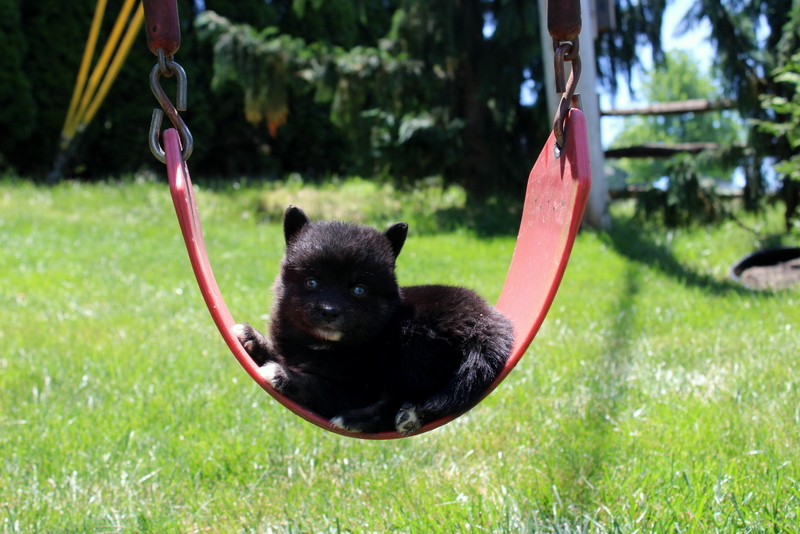 puppy, for, sale, Pomsky, Matthew B. Stoltzfus, dog, breeder, Gap, PA, dog-breeder, puppy-for-sale, forsale, nearby, find, puppyfind, locator, puppylocator, aca